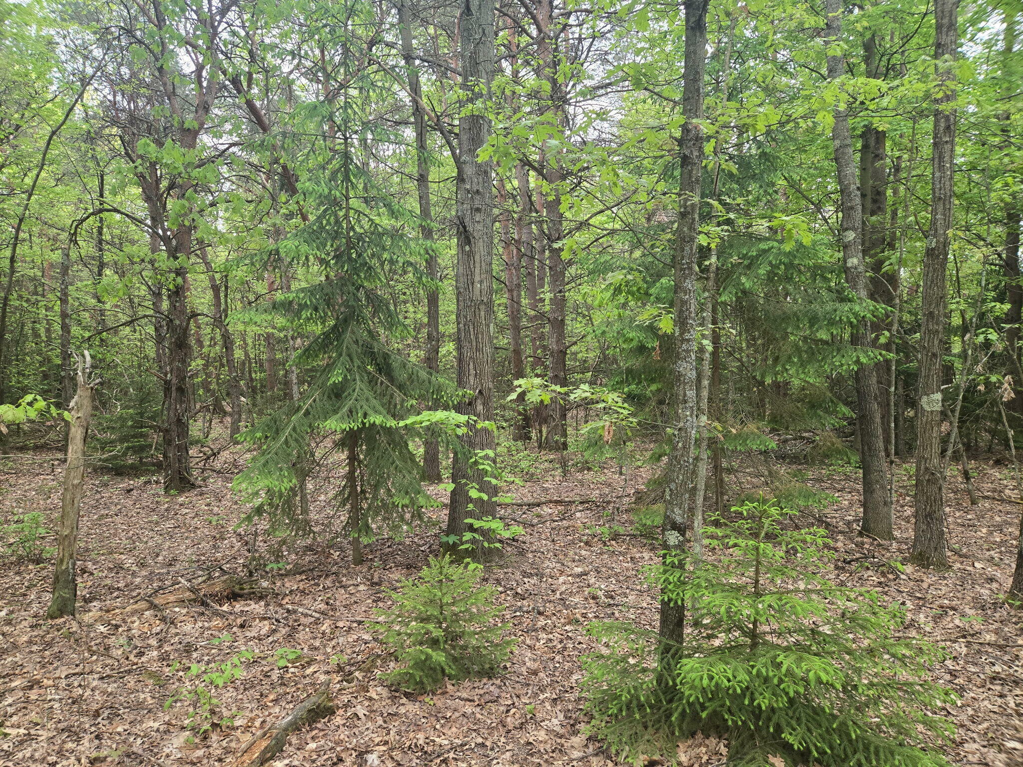 Property Photo: Parcel A Scout Road MI 49436
