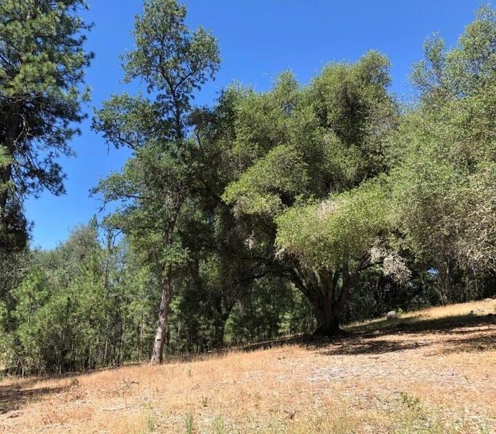 Property Photo: 21930 Lyons Bald Mountain CA 95370