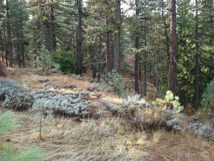 Property Photo:  199 Big Grizzly  CA 96122 