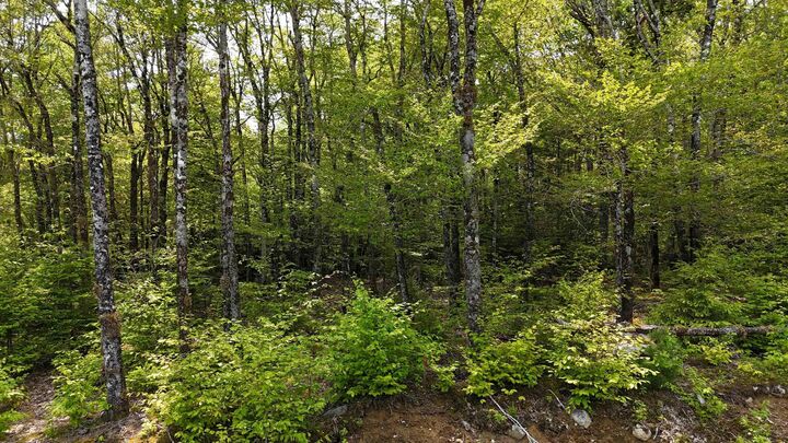 Property Photo:  Lot 2 Nathan Croft Road Camperdown Meadows  NS B4V 6T9 