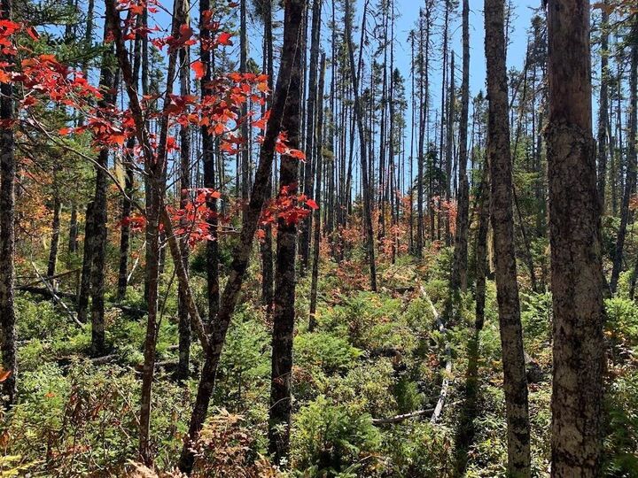 Property Photo:  Lot 5 Pleasant River Preserve  NS B0T 1X0 