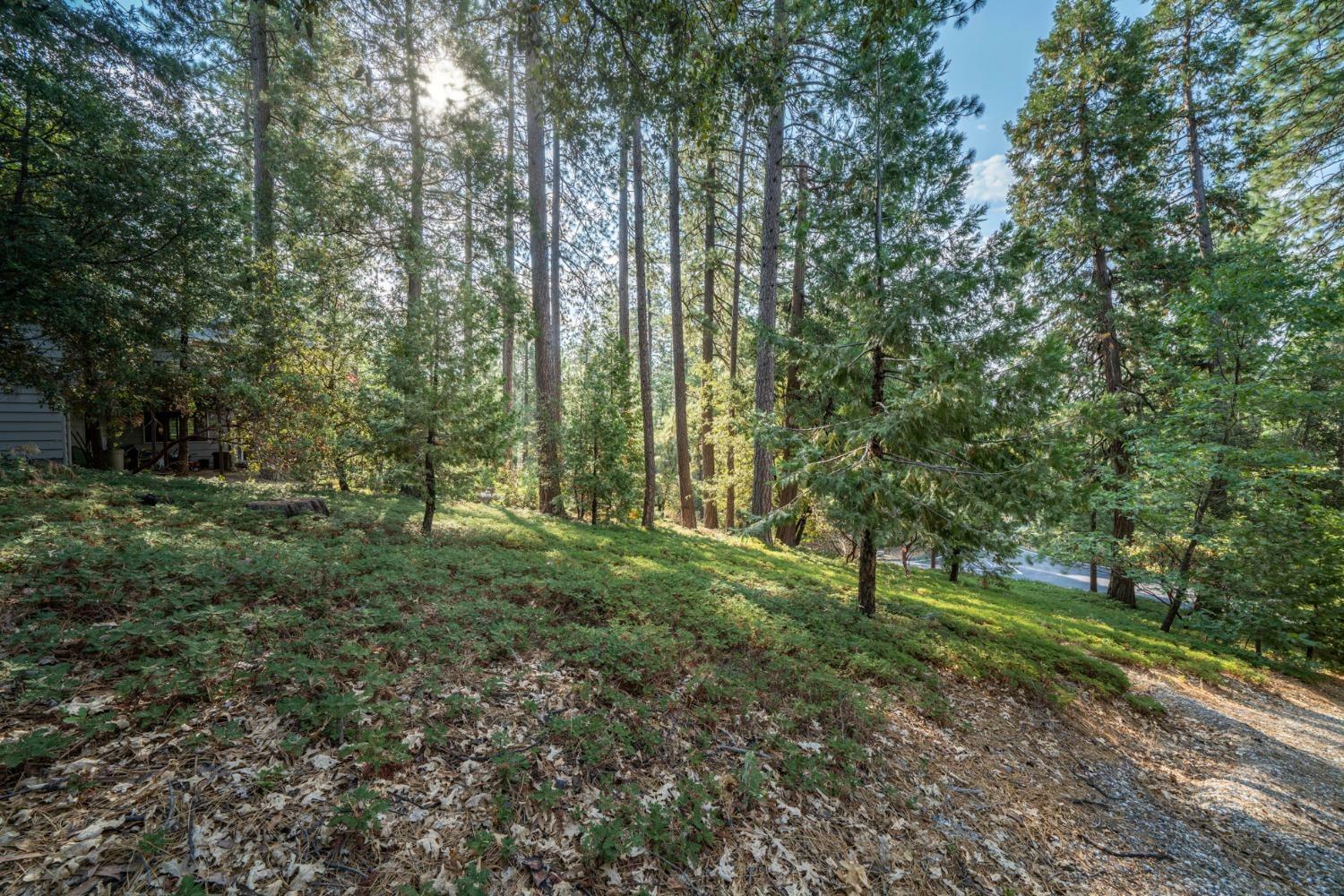 51 Canterwood Lane  Murphys CA 95247 photo