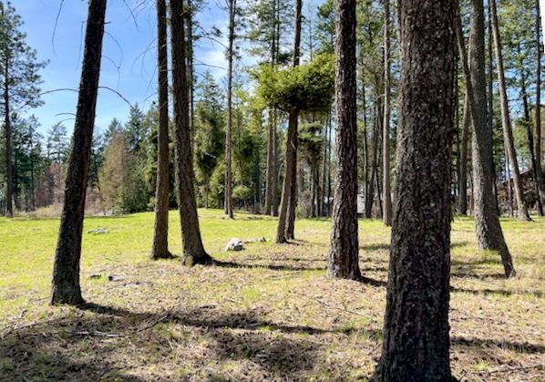 Property Photo: 13962 Pine Street MT 59911