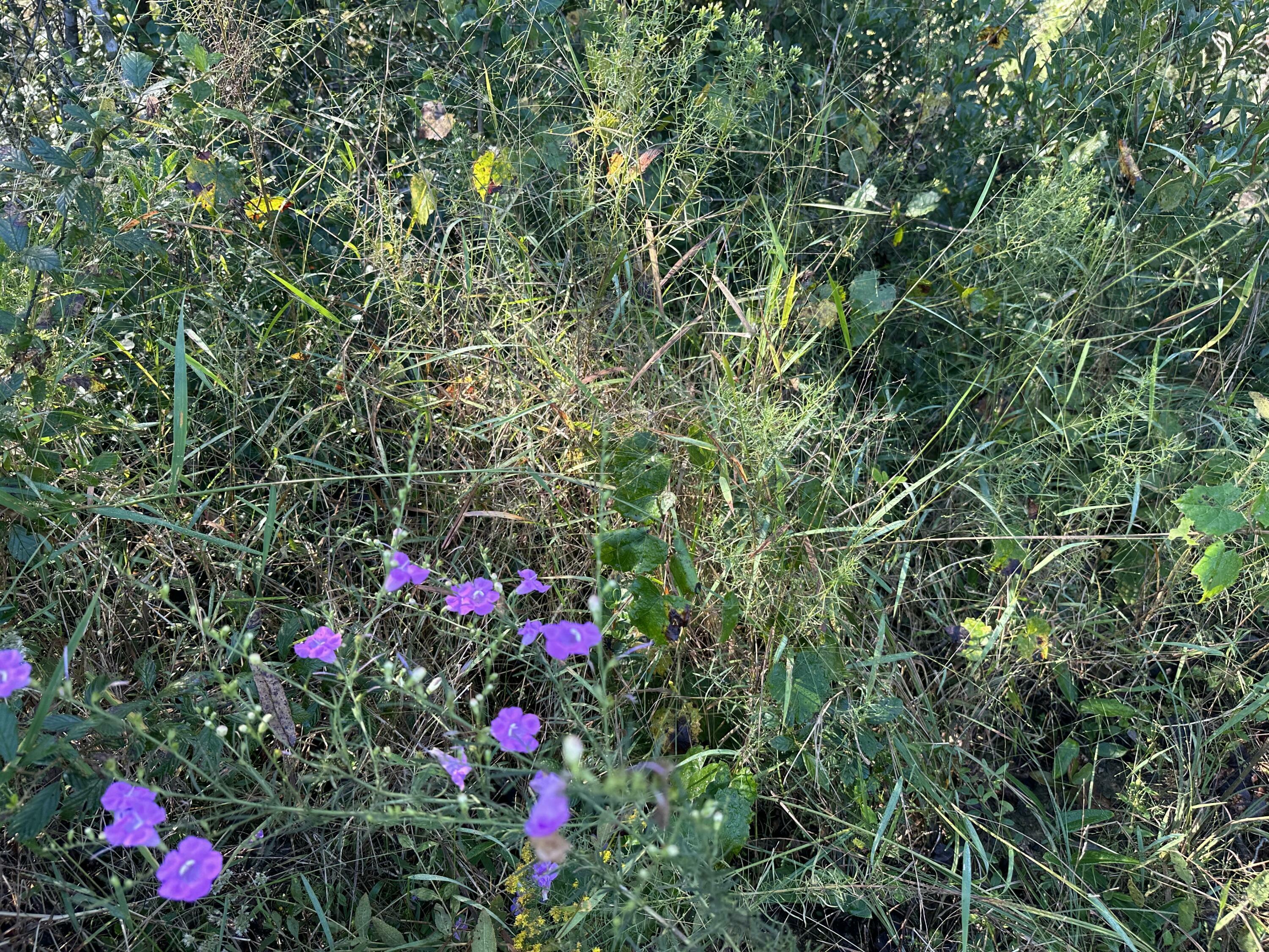 Property Photo: Parcel J Buck Tyner Road FL 32567