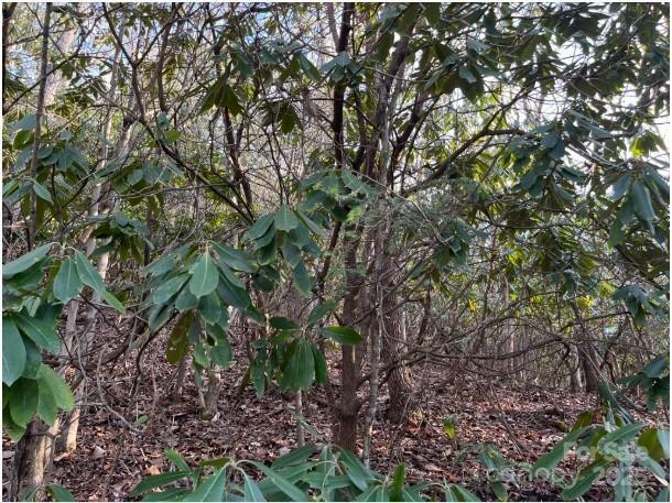 Property Photo: 00 Rules Run Road 31A NC 28721