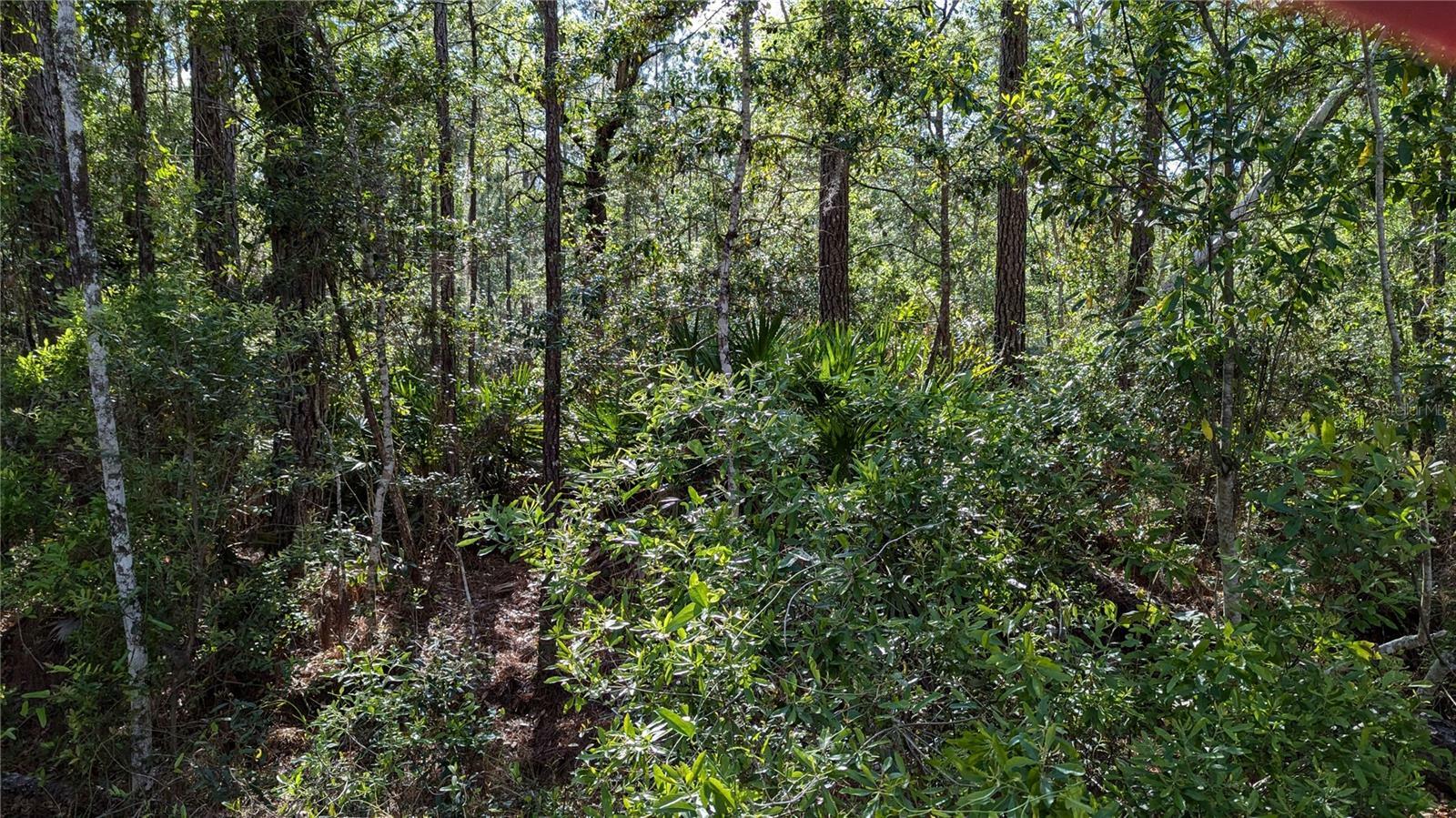 Property Photo: 00 NE 108th Place FL 32694