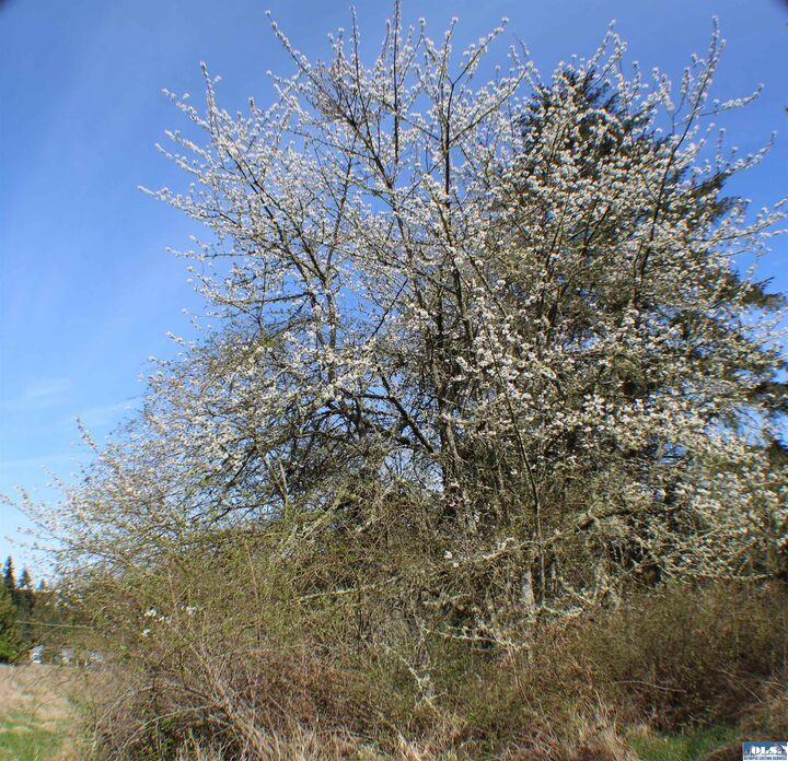 Property Photo: 999 Oso Vista WA 98382