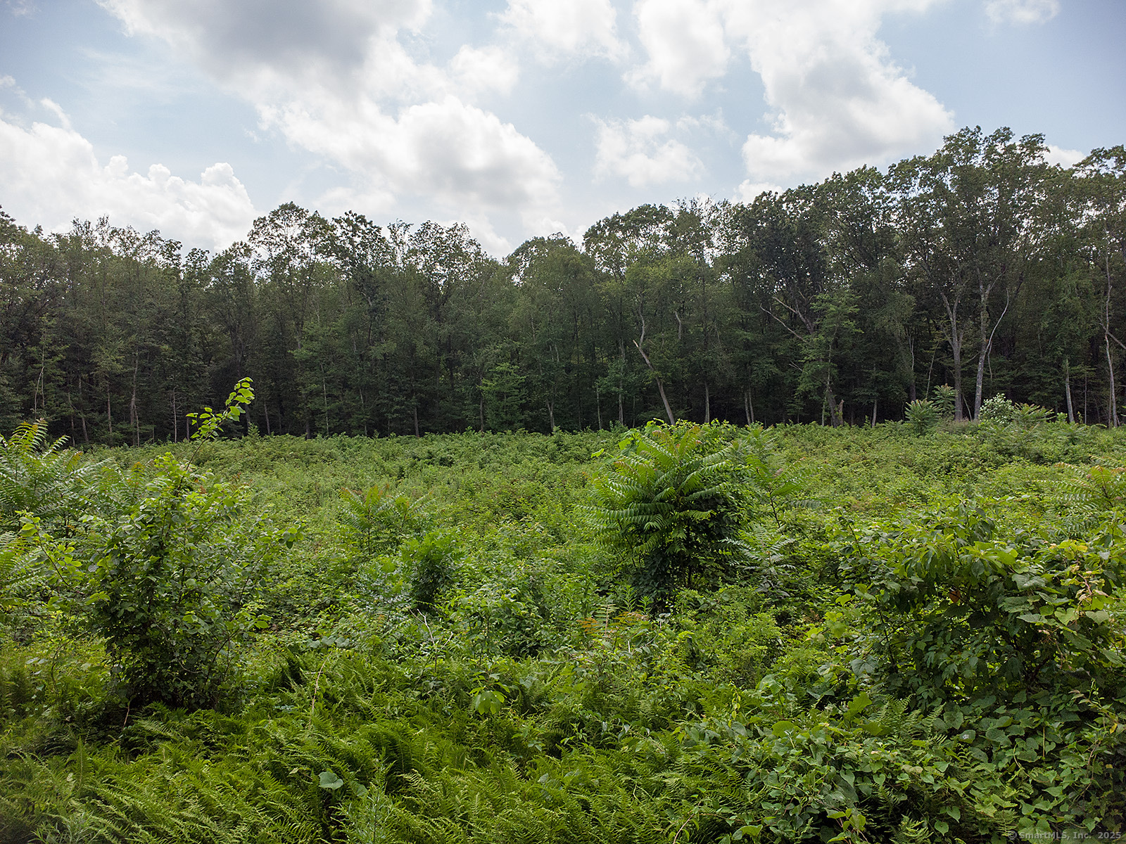 Property Photo:  54 Northrop Road  CT 06525 