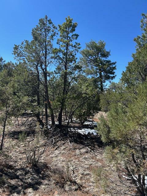 Property Photo: 7720 Mogollon Trail AZ 86024