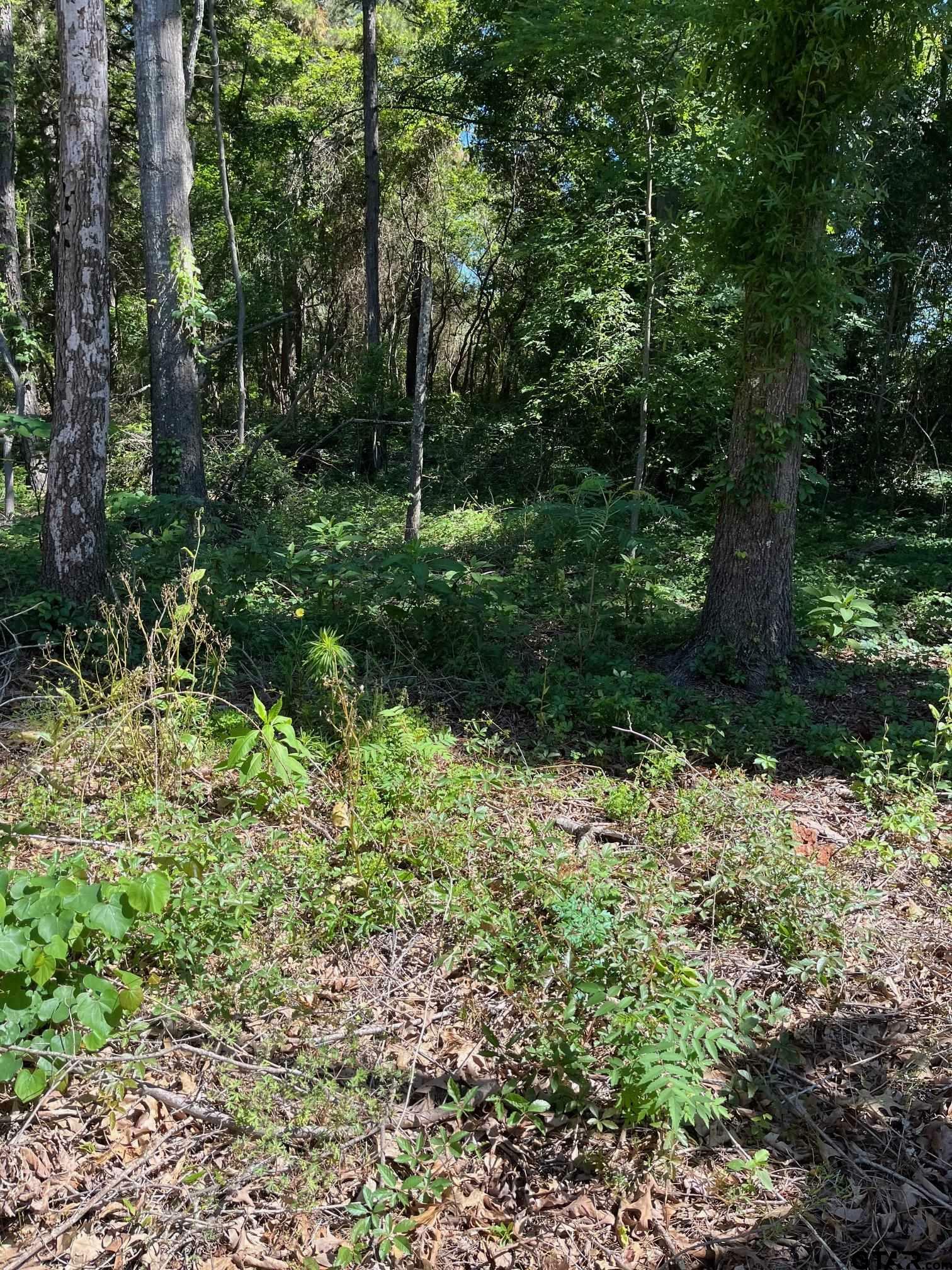 Property Photo: Tbd Fm 1801 TX 75773