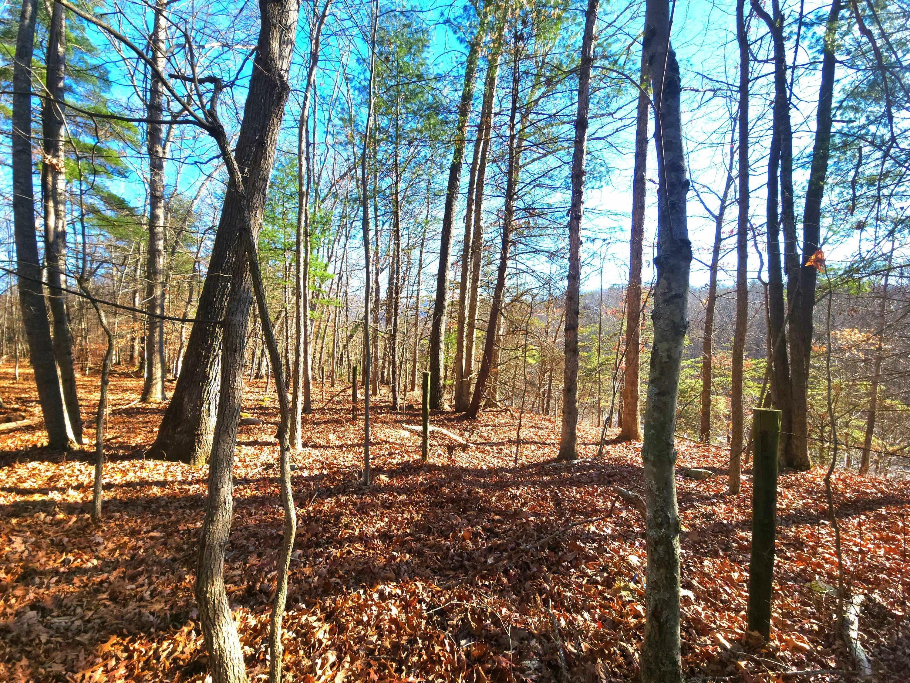 359 Four Oaks Ln  Caldwell WV 24925 photo