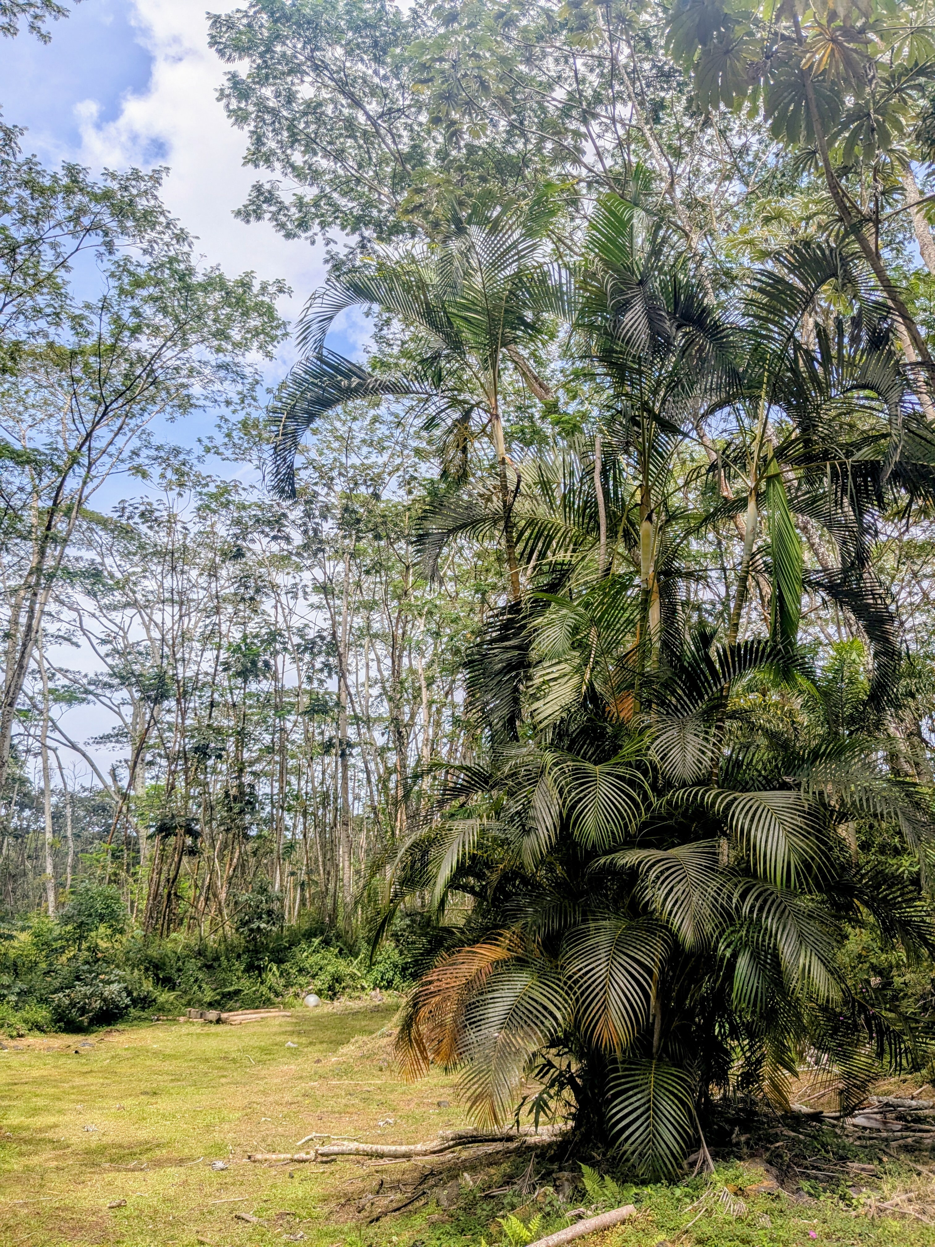 Pakalana Rd  Pahoa HI 96778 photo