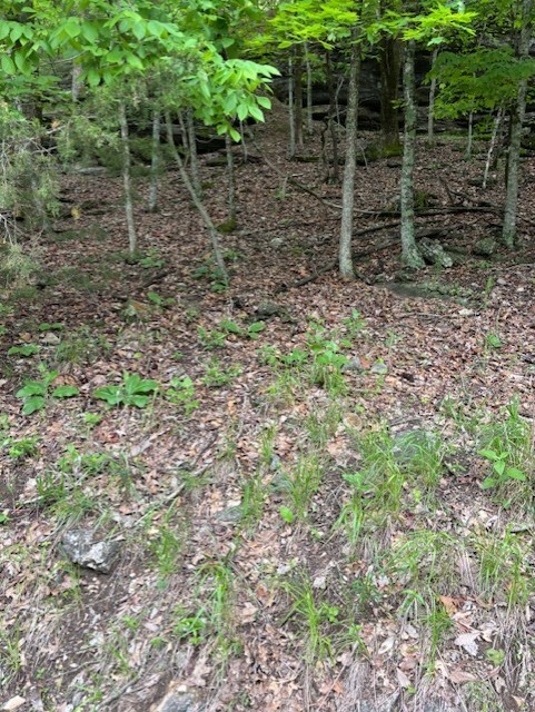 Dogwood Drive  Garfield AR 72732 photo