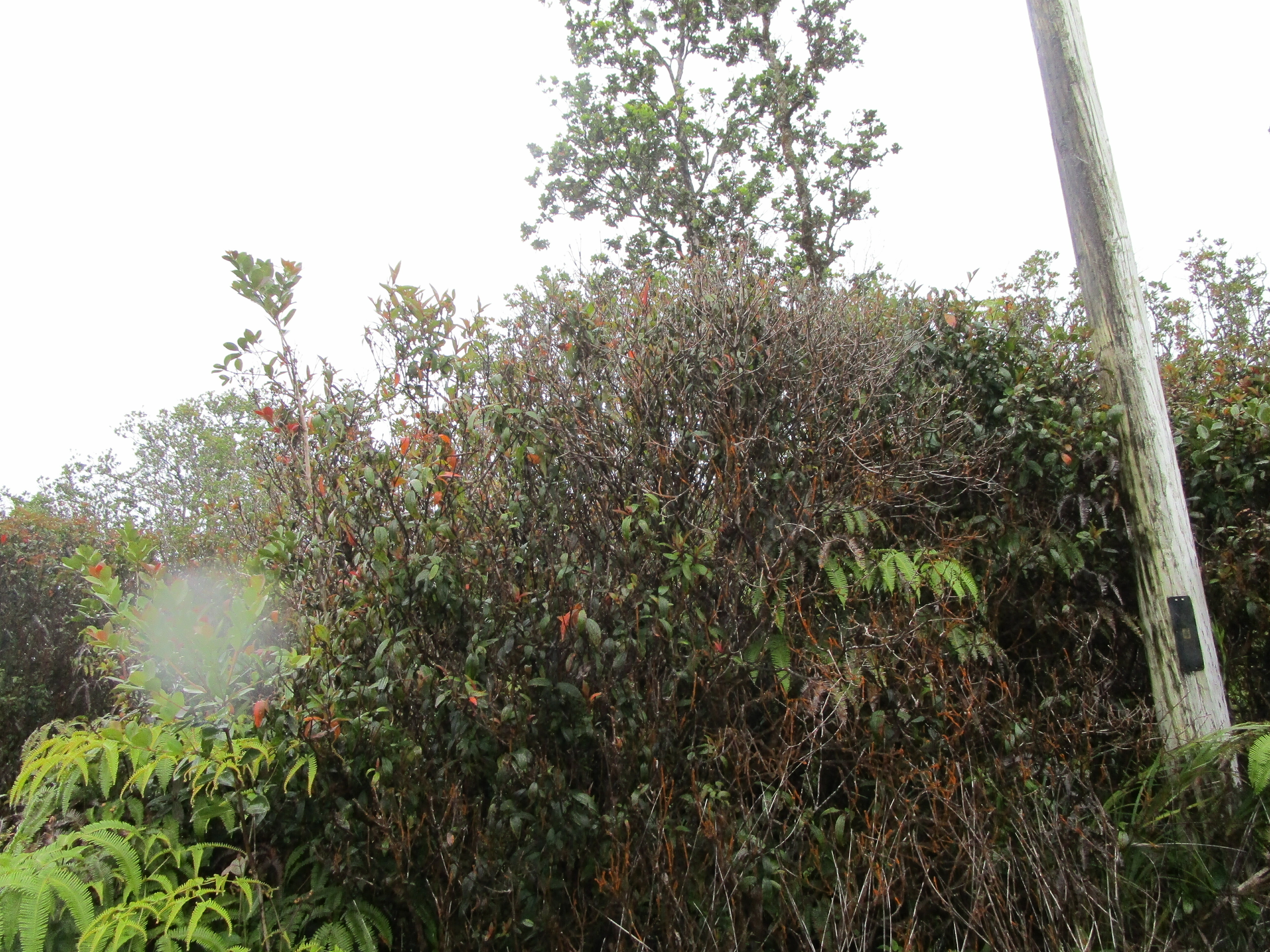 Property Photo: Manini Cir HI 96771
