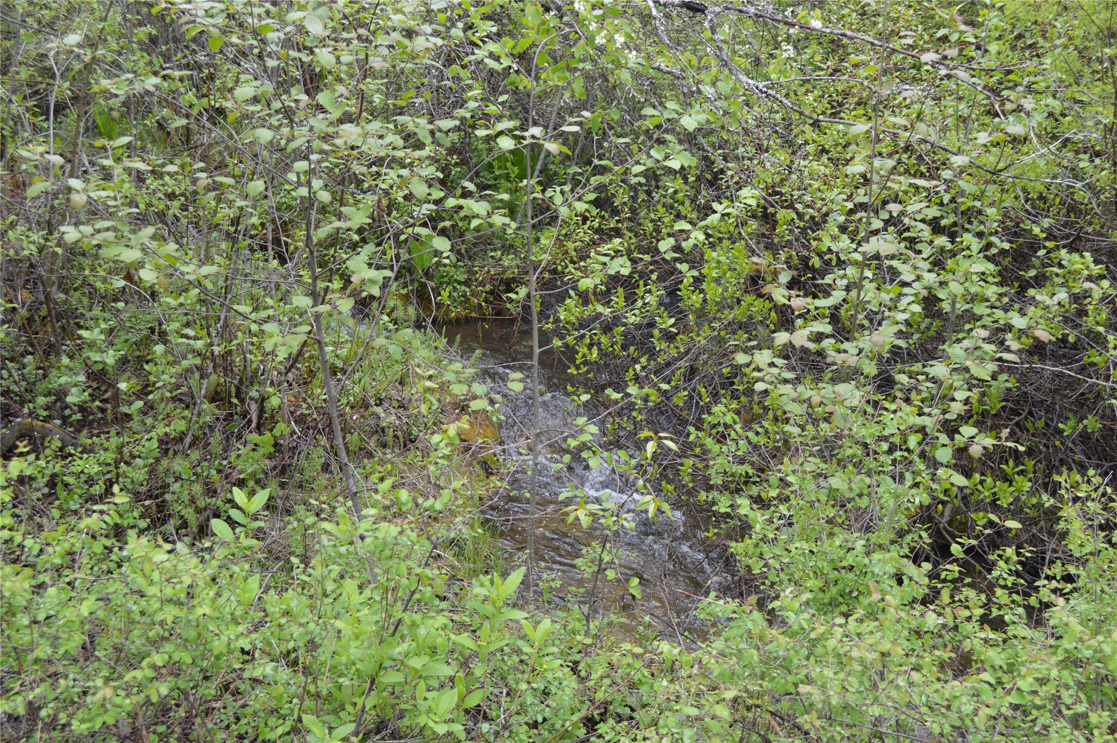 Property Photo: 2931 Witty Lane MT 59912