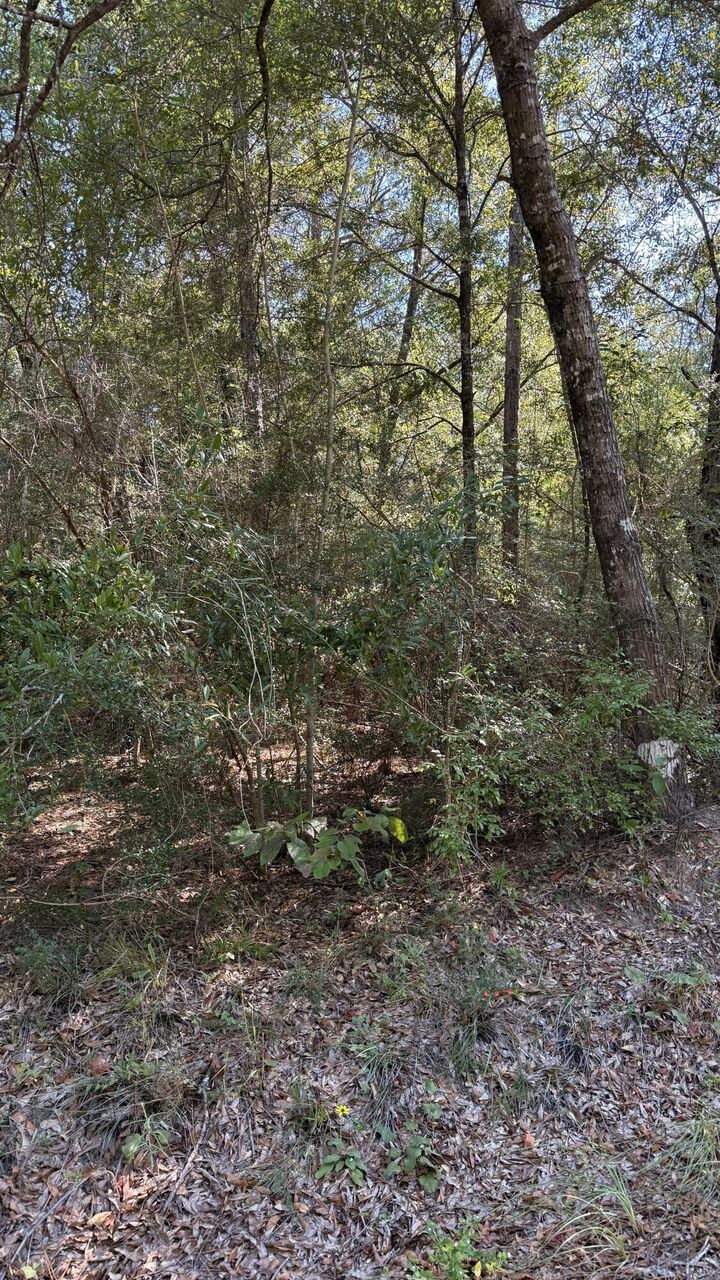 Property Photo:  Tbd Painter Branch Road  FL 32539 