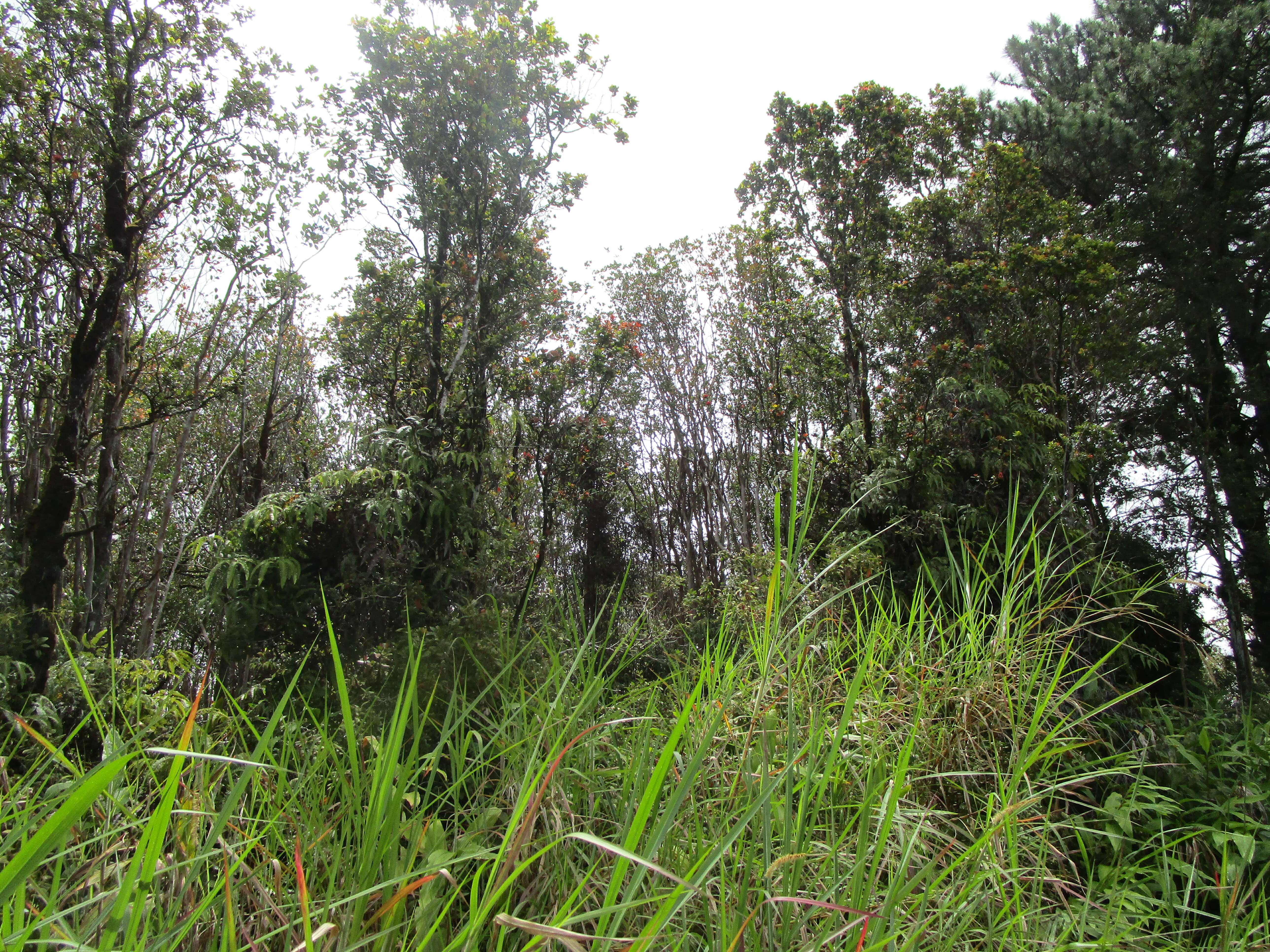 Property Photo:  Ala Kapena  HI 96785 