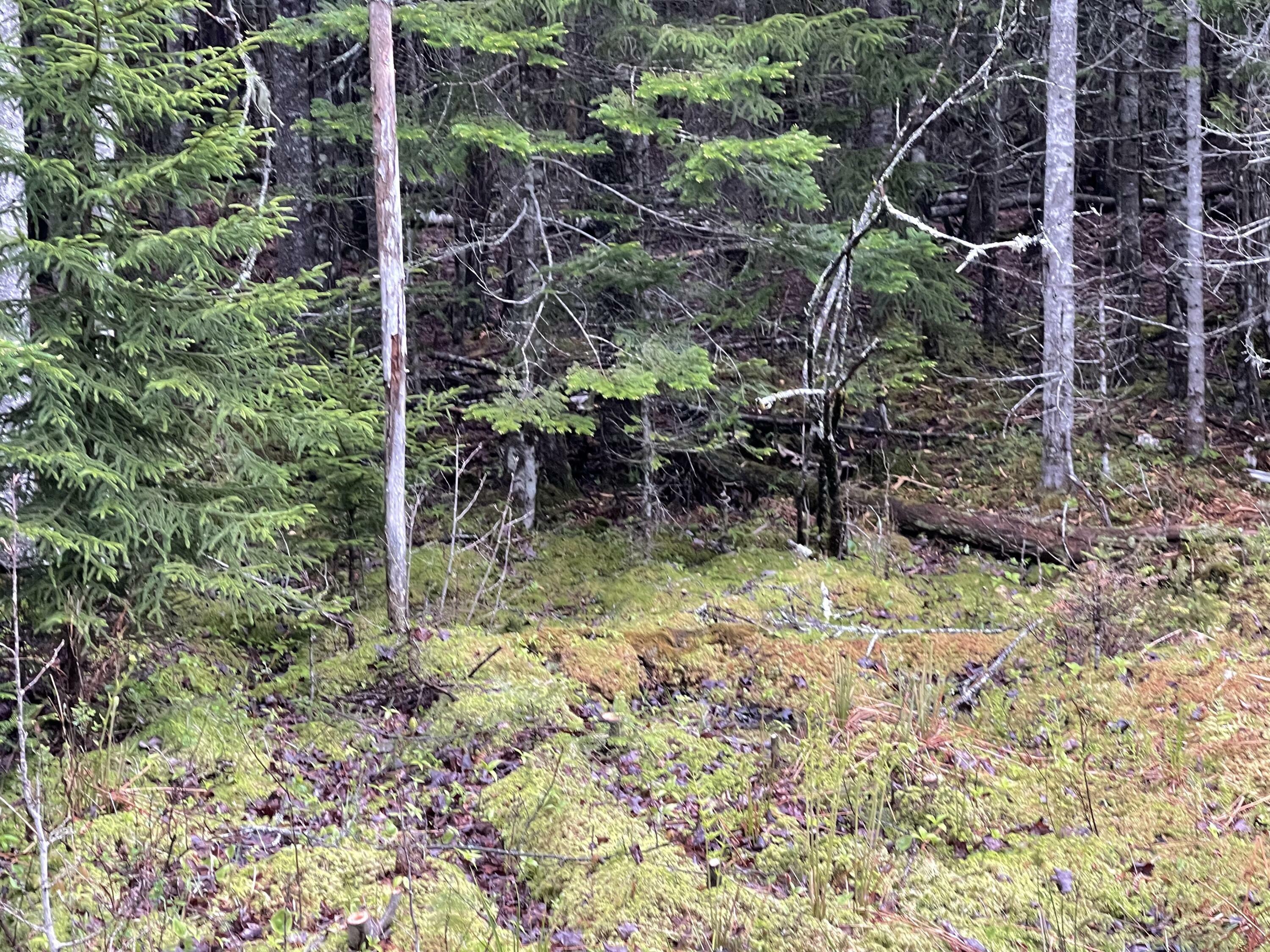 Property Photo:  Lot #10 North Road  ME 04605 