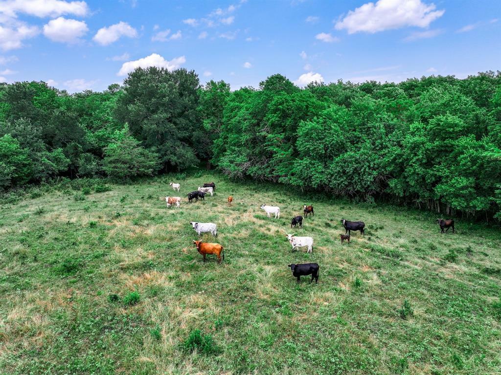 Property Photo: 66.682 Acres County Road 2190 TX 75428
