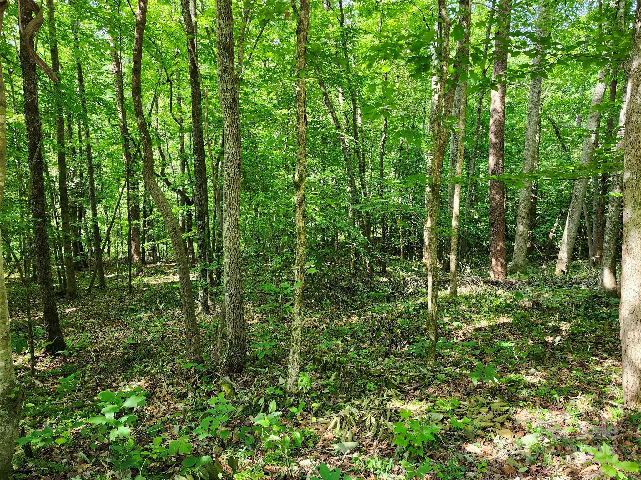 Property Photo: 0000 Hayes Road NC 28722