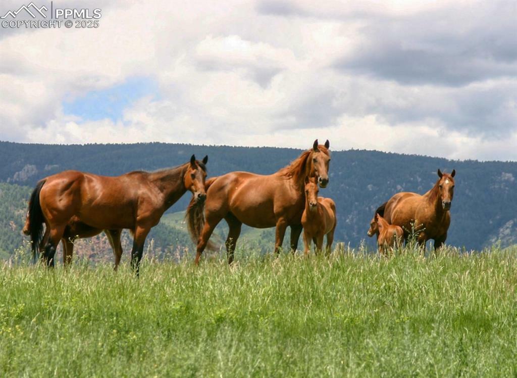 Property Photo: 5531 Remuda Ranch Parkway CO 80118
