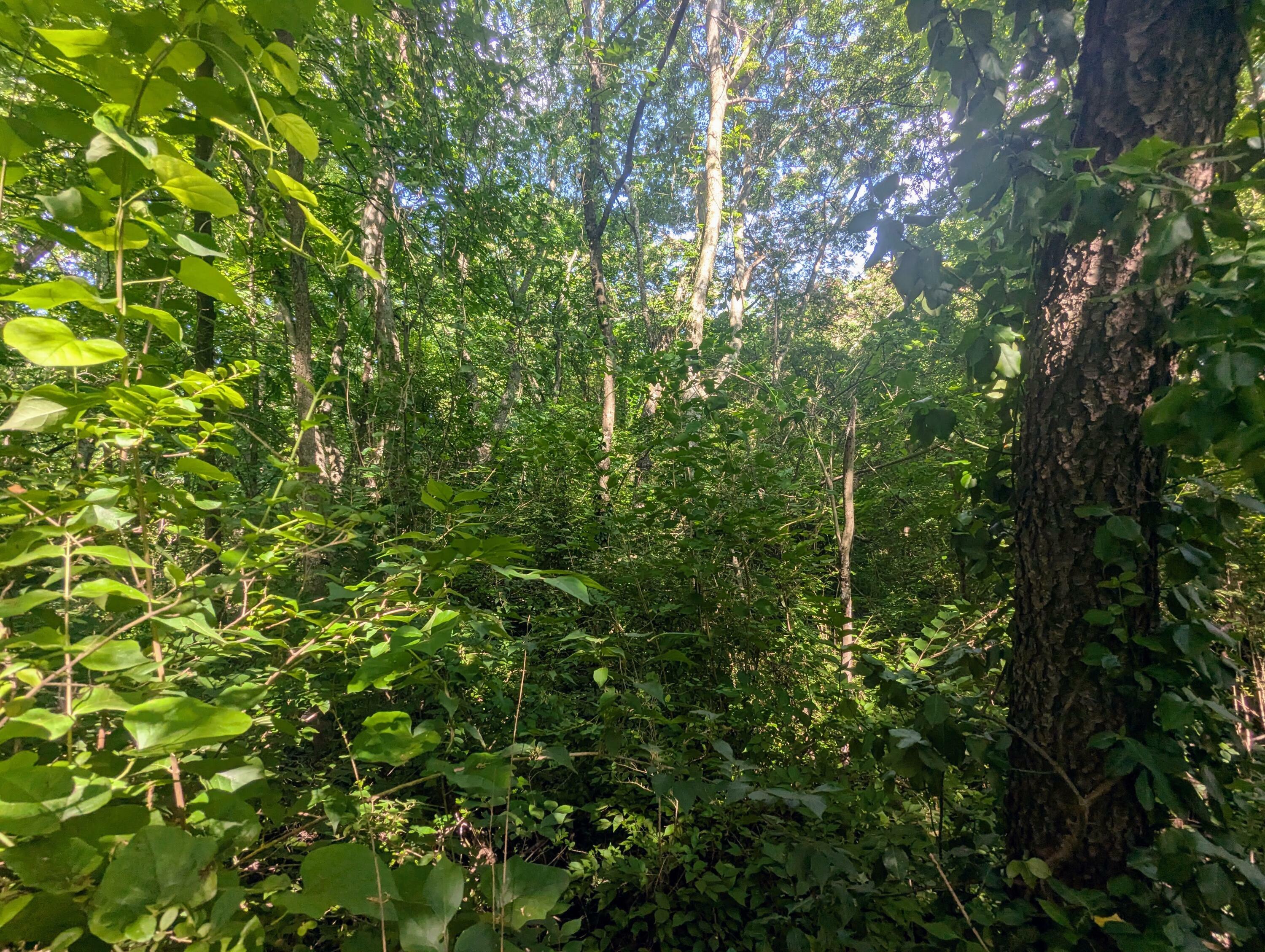 Property Photo: 0 County Road 493 TN 37331