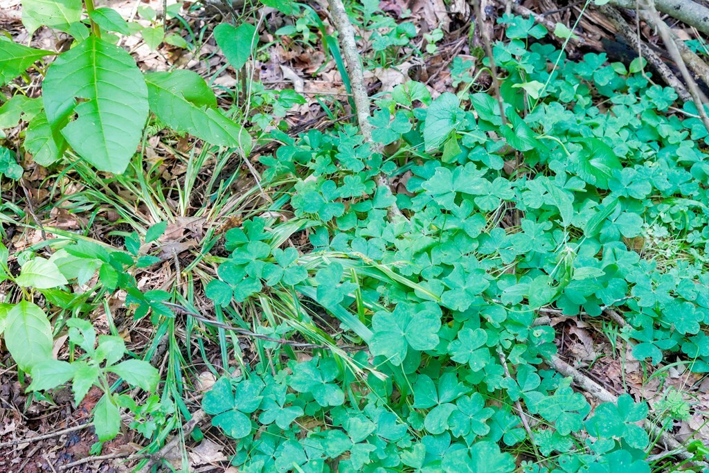 Property Photo:  Lot 1 County Road 837  TX 75964 