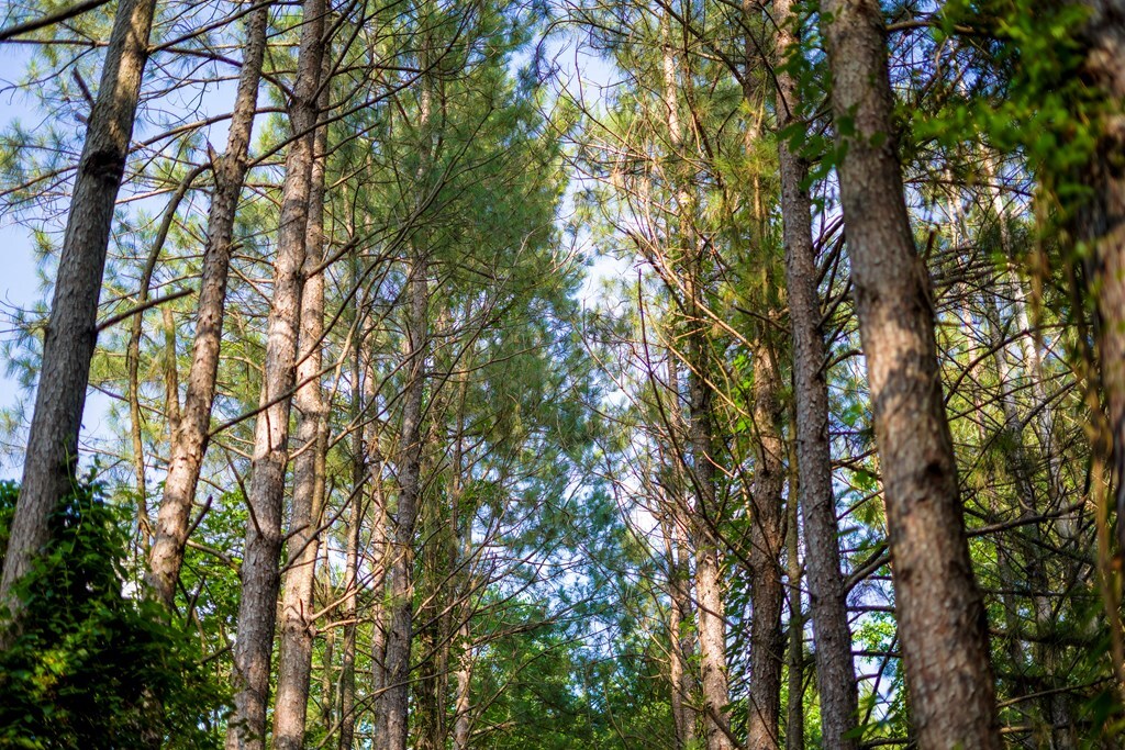 Property Photo:  Pid 816 County Road 837  TX 75964 