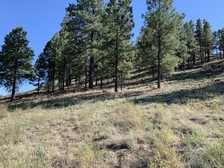 Property Photo: 11668 N Rope Arabian Road 1 AZ 86004