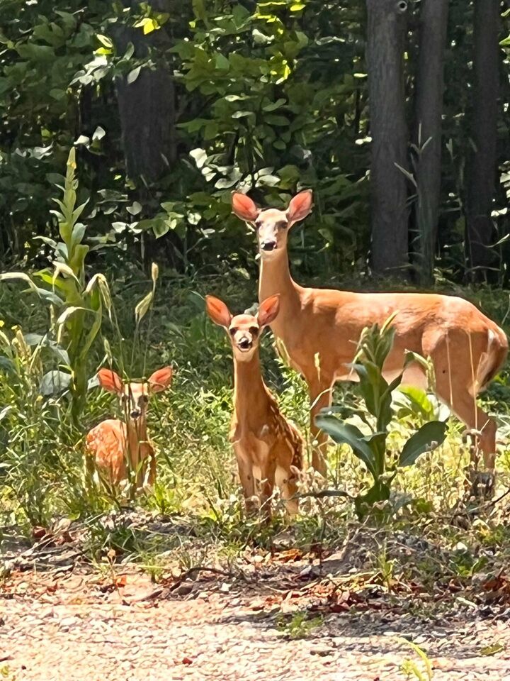 3037 Deer Trail  Gaylord MI 49735 photo