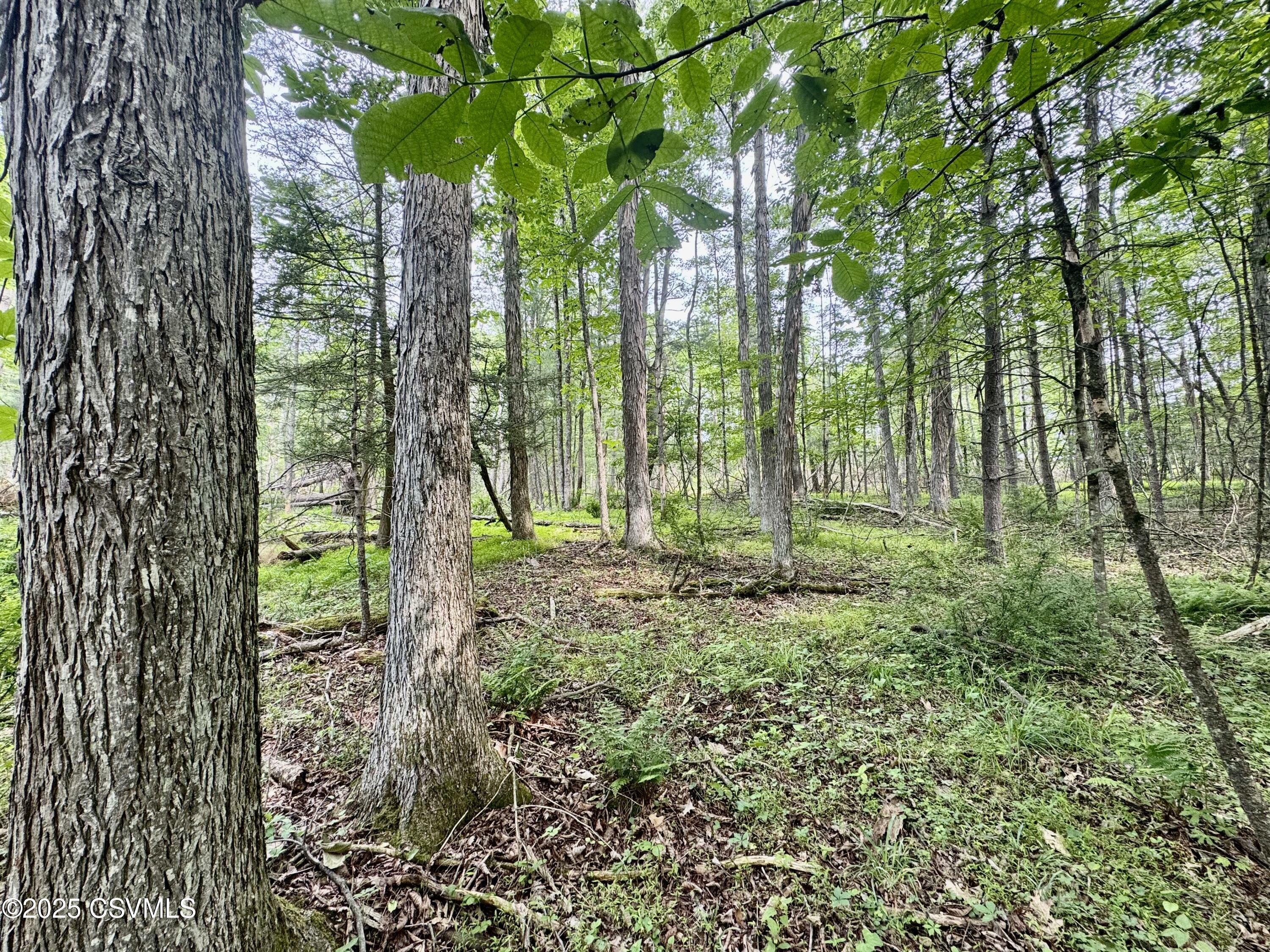 Hollow Road  Millville PA 17846 photo