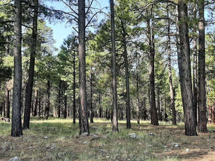 2A Coconino Forest 137A Road  Happy Jack AZ 86024 photo