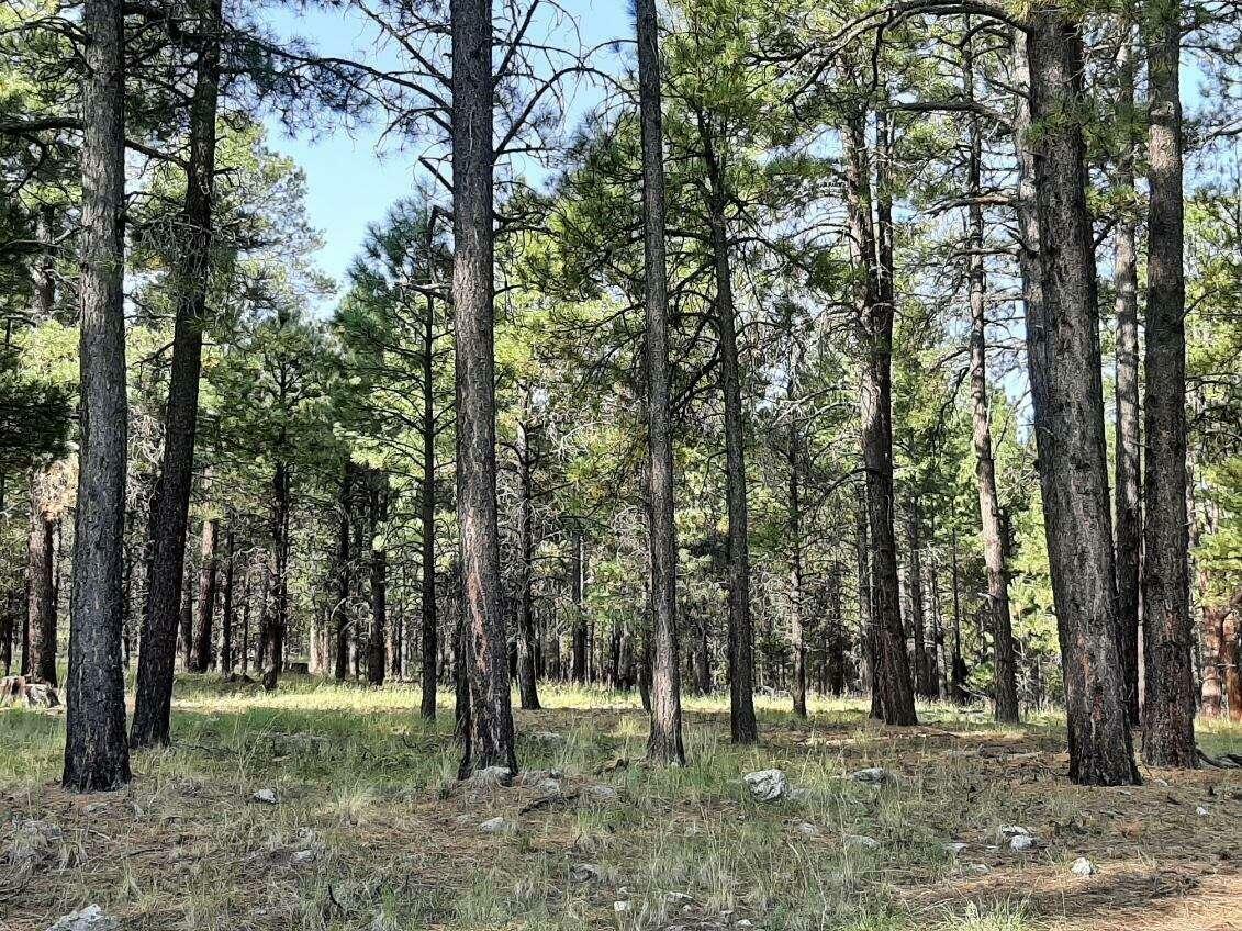 Property Photo: 2A Coconino Forest Road AZ 86024