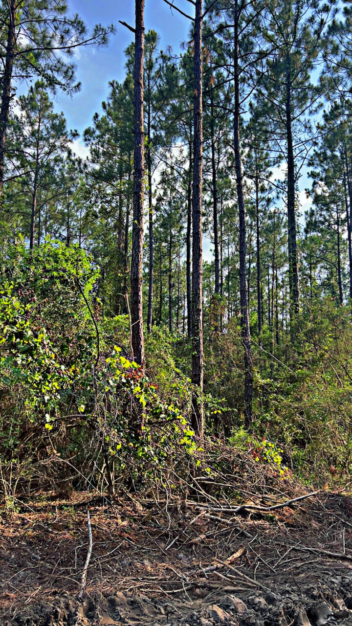 Property Photo:  363 Acres Fl-85  FL 32567 