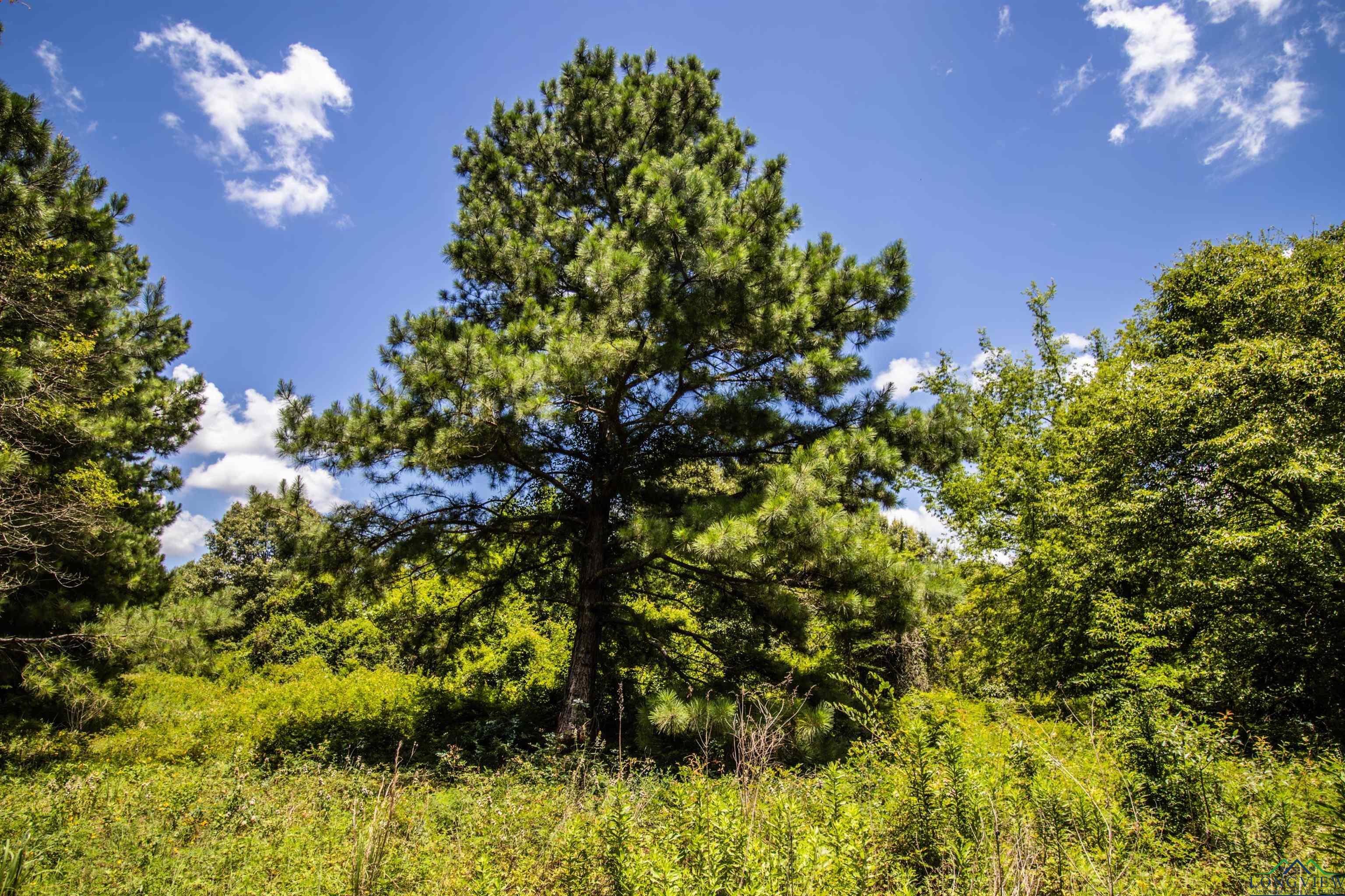 Property Photo:  Tbd #2 County Road 2185  TX 75691 