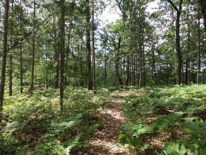 Property Photo: 1830 Dollar Lk Road MI 49756