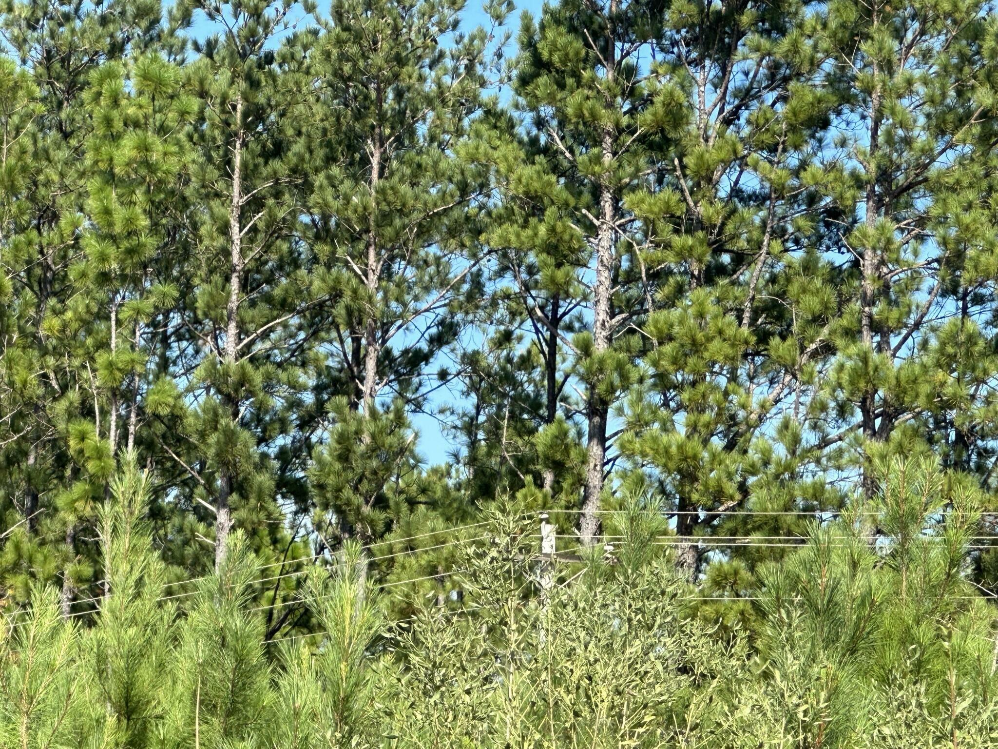 Property Photo: Parcel D Millside Road FL 32567