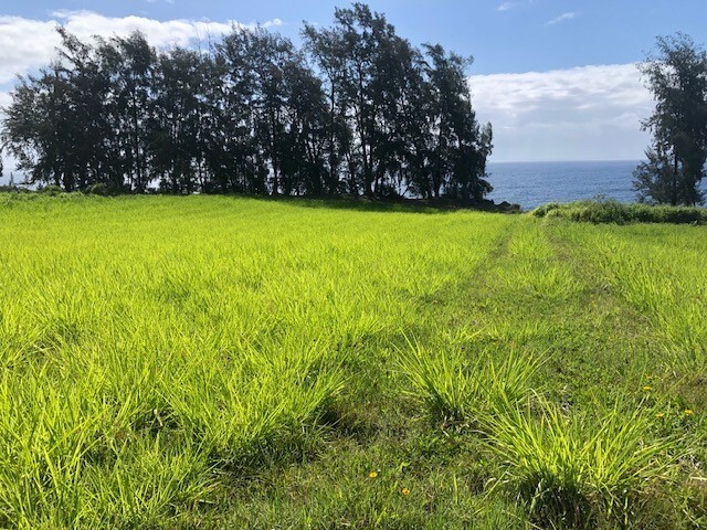 Loa Rd. Lot#79  Pepeekeo HI 96783 photo