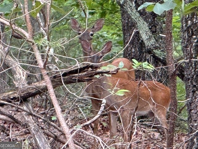 Lot 26 Whippoorwill Way  Alto GA 30510 photo