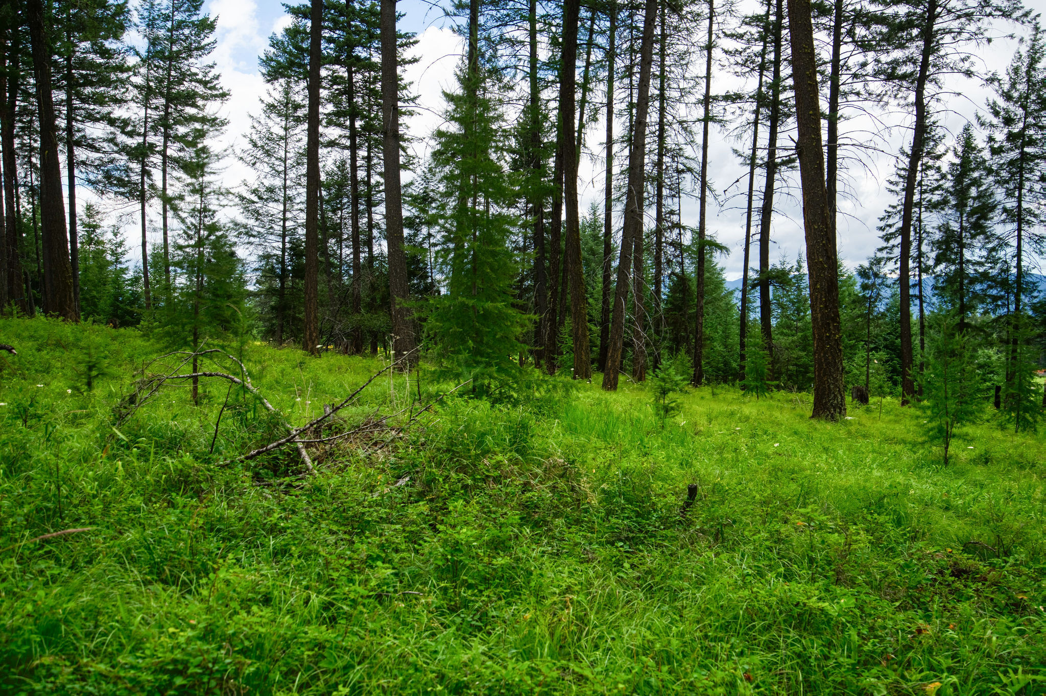 Property Photo:  161 Rosewood Lot 10  MT 59937 