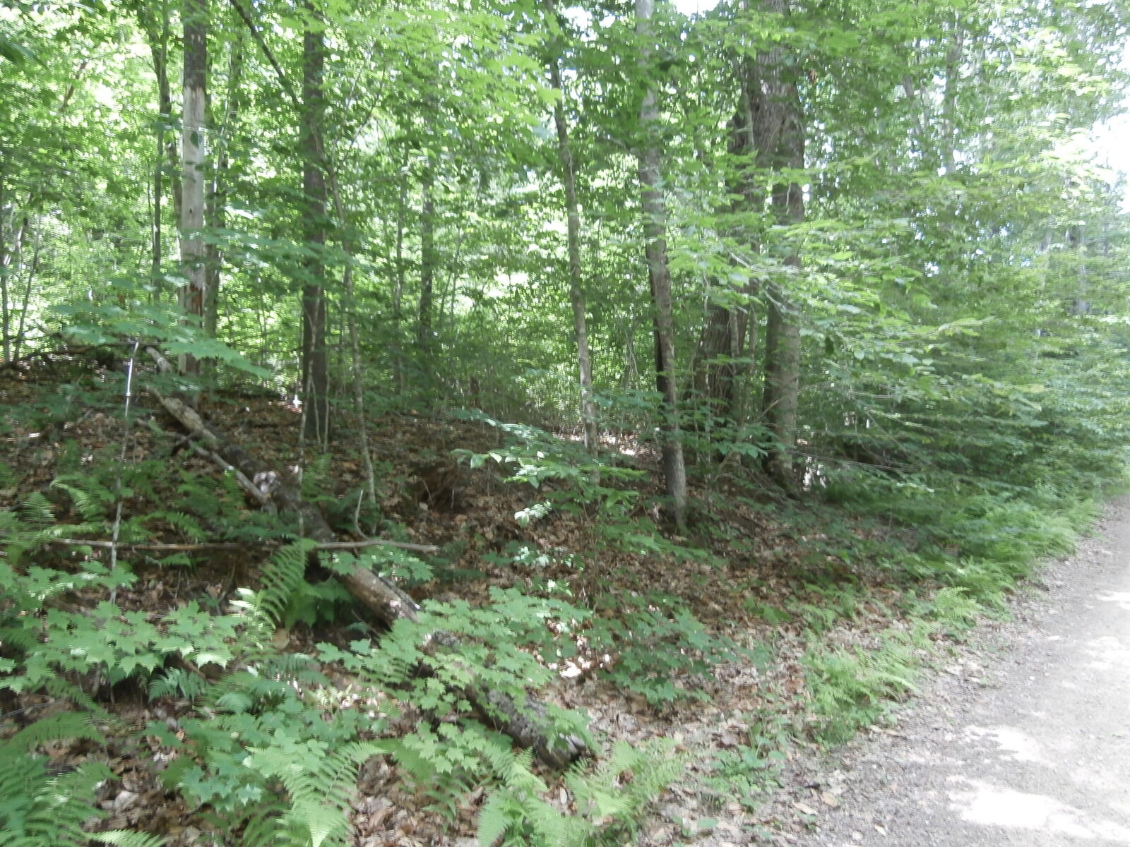 Property Photo:  Lot 005 Hebo Hybo Road  ME 04001 