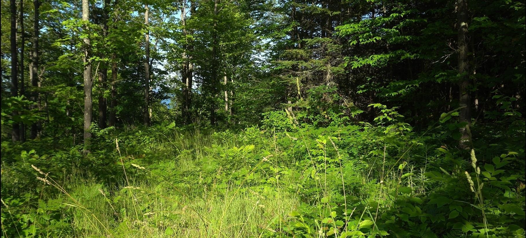 Property Photo: 83xxx Ashwabay Heights Rd Lot 12 WI 54814