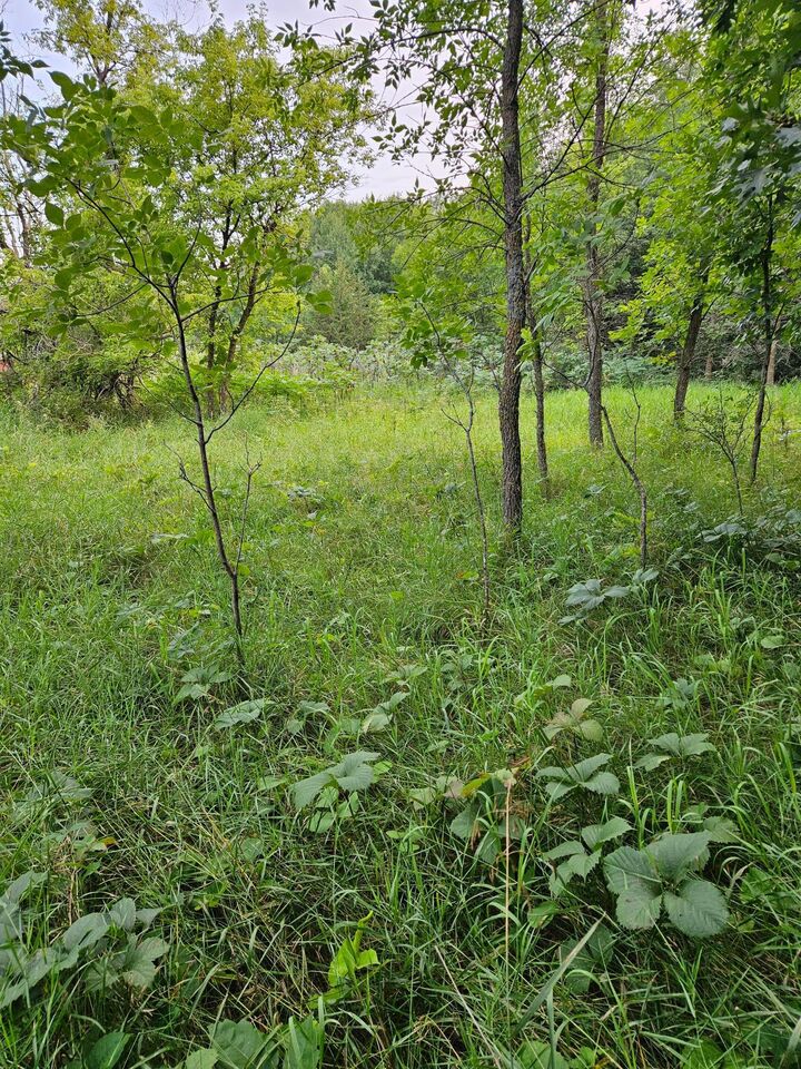 Property Photo: Tbd Valley Lane SW MN 56327