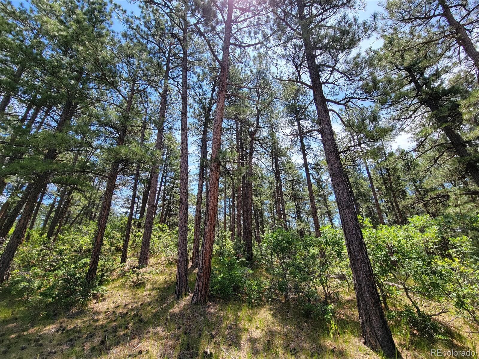 Property Photo:  7169 Independence Court  CO 80118 