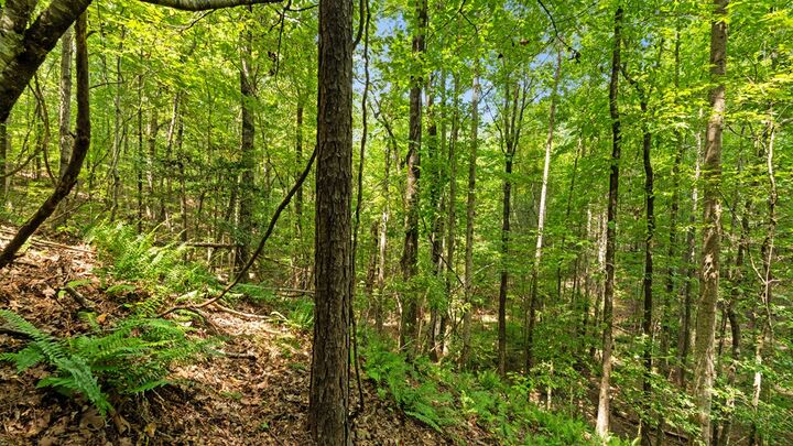 Property Photo:  55.4 Acres Ga Hwy 0355  GA 31803 