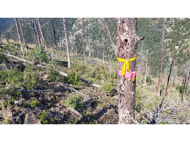 Property Photo: 0 Gold Trl CO 80302