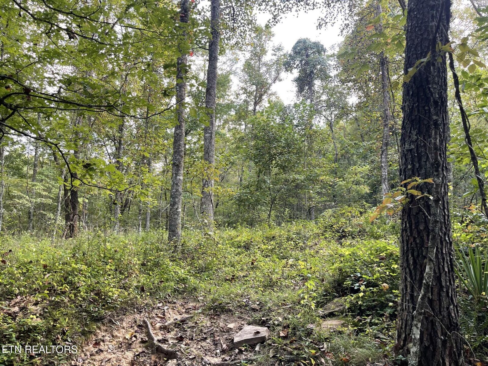 Property Photo:  Off Buckridge Rd. - 30.5 Acres  TN 38572 