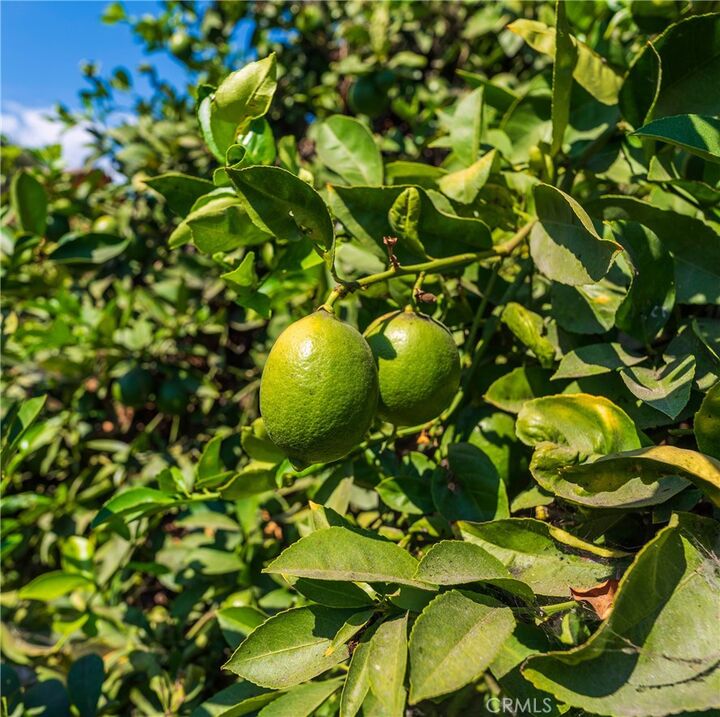 Property Photo: 4245 Lugo Avenue CA 90262