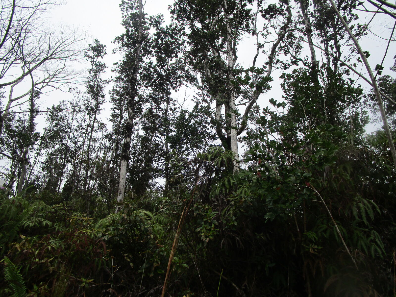 Property Photo:  Road 8 (Moho)  HI 96760 