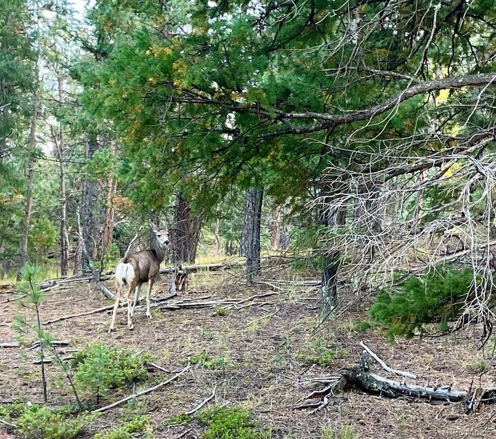 Property Photo:  1342 Old Crystola Canyon Road  CO 80863 